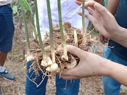 黄精块茎基地批发